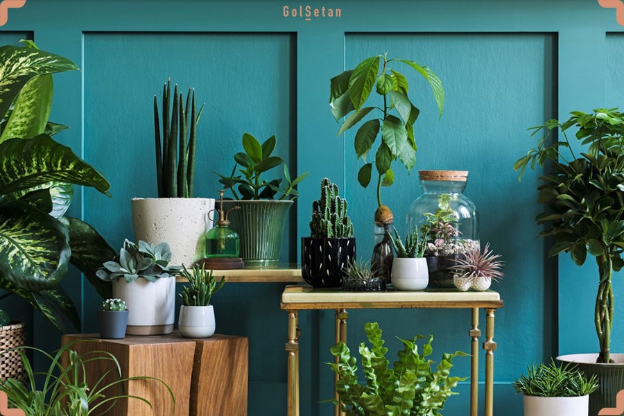 یک عکس زیبا از گیاهان آپارتمانی