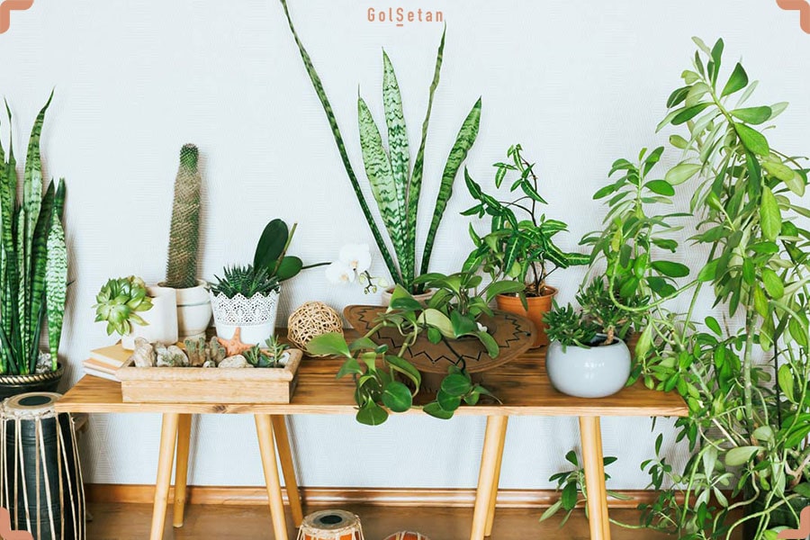 مجموعه راهنمایی های خرید گل و گیاه آپارتمانی