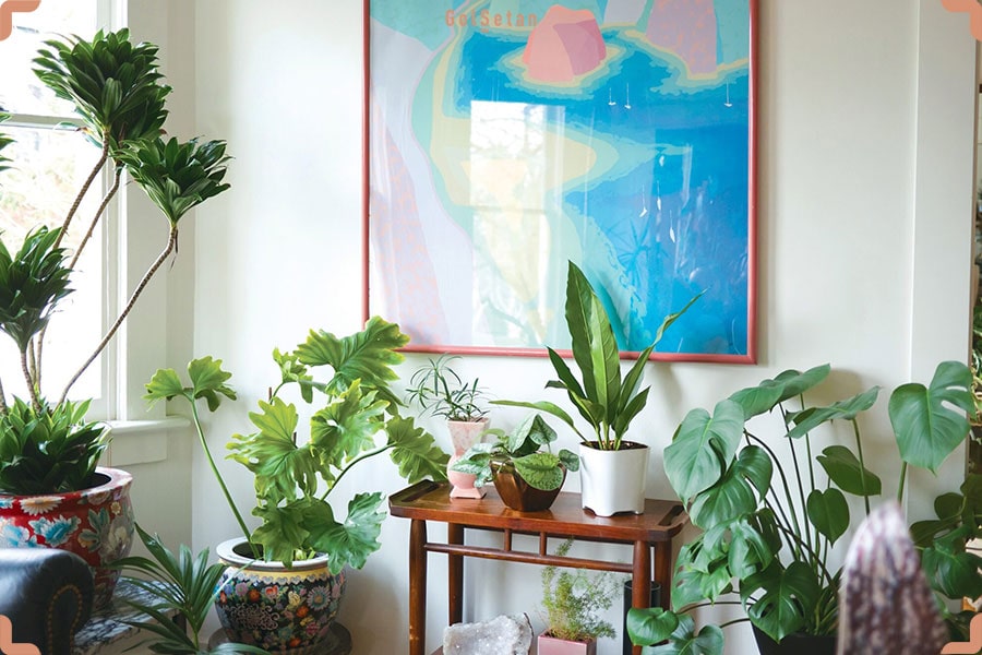 عکس گیاهان آپارتمانی در یک قاب