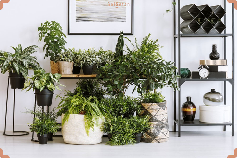 عکس گیاهان آپارتمانی در کنار هم