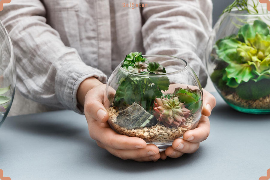 عکس یک تراریوم زیبا