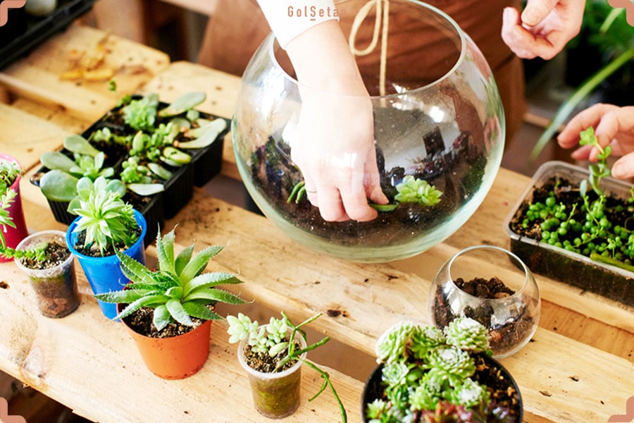 تصویری از درست کردن تراریوم