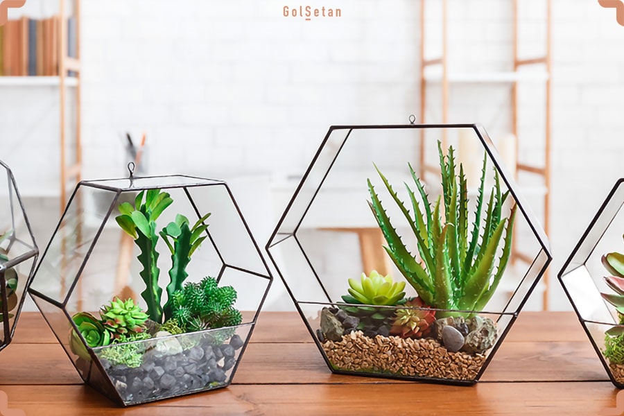 اشتباهات رایج در نگهداری از تراریوم