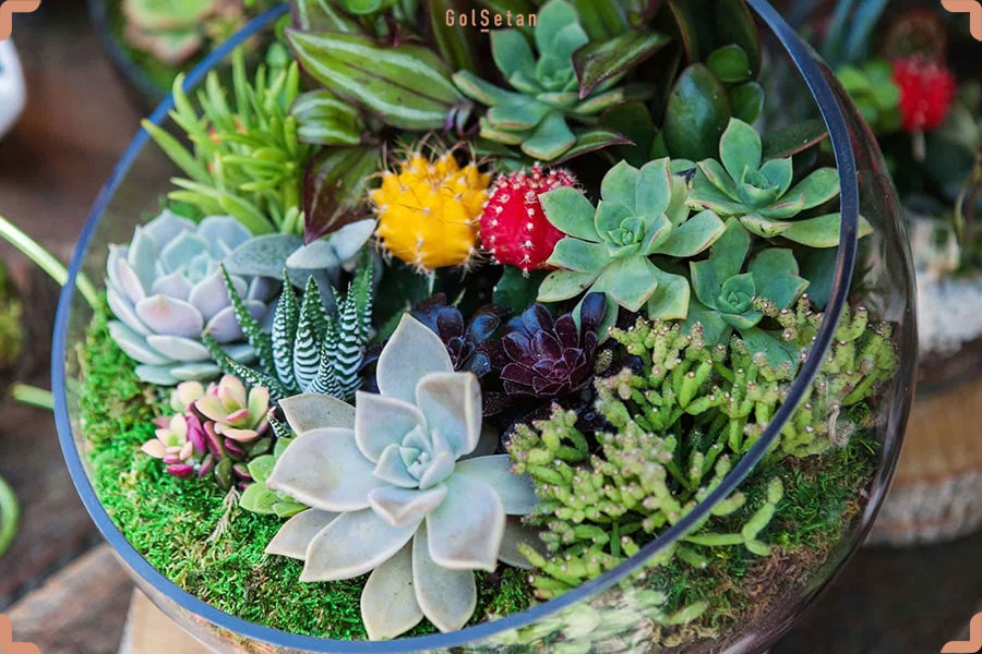 تراریوم کاکتوس و ساکولنت
