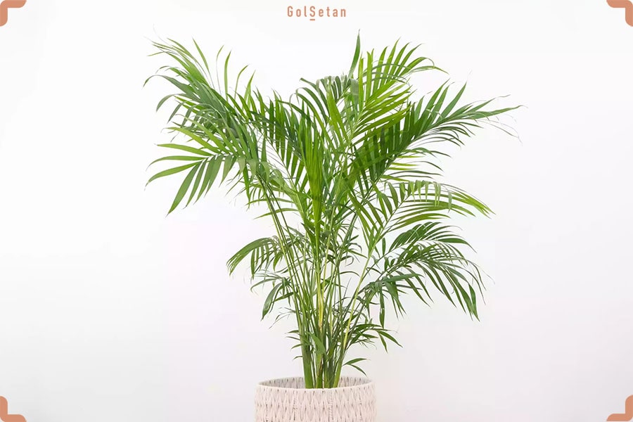 گیاه نخل پروانه از جمله گیاهان خانگی بی خطر برای حیوانات