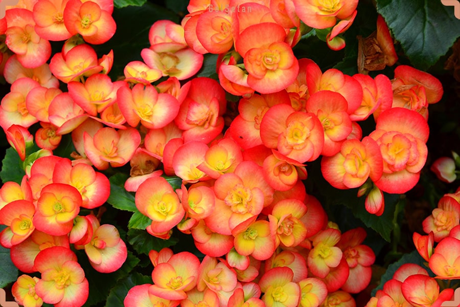 آفات و بیماری ها در طول نگهداری از بگونیا هلندی