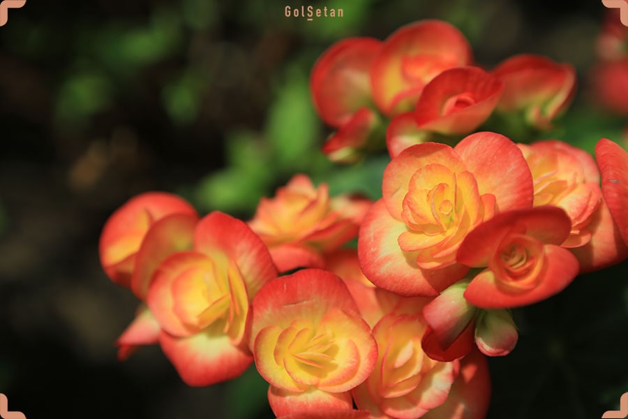 گل بگونیا هلندی زرد نارنجی