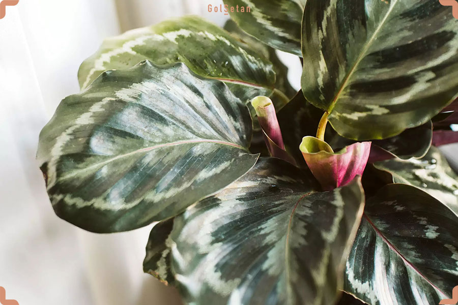 عکس گیاه کالاتیا