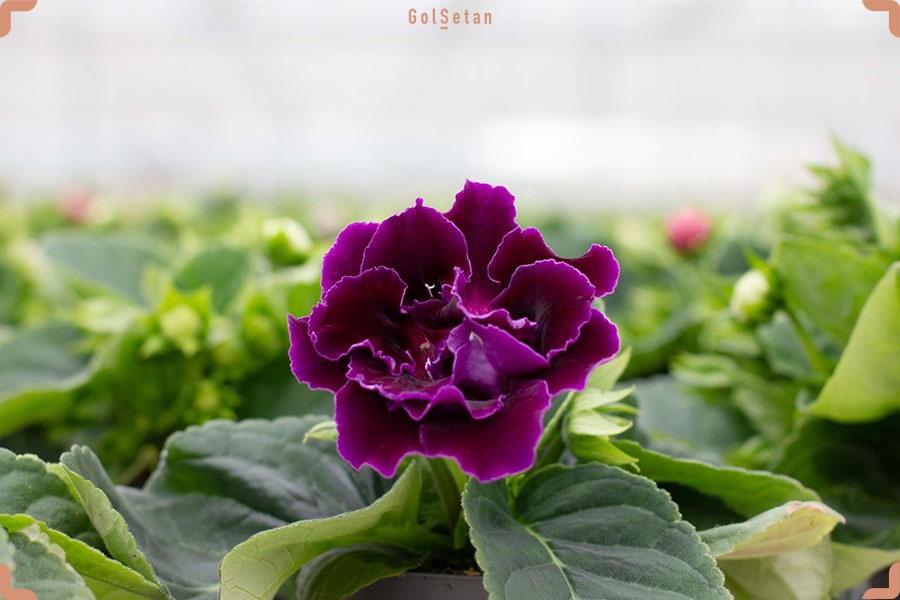 گیاه گلوکسینیا ، از جمله گیاهان بی خطر برای حیوانات خانگی