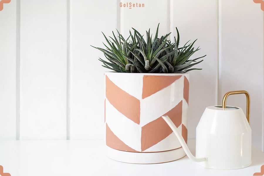 ساکولنت هاورتیا ، از جمله گیاهان آپارتمانی بی خطر برای حیوانات