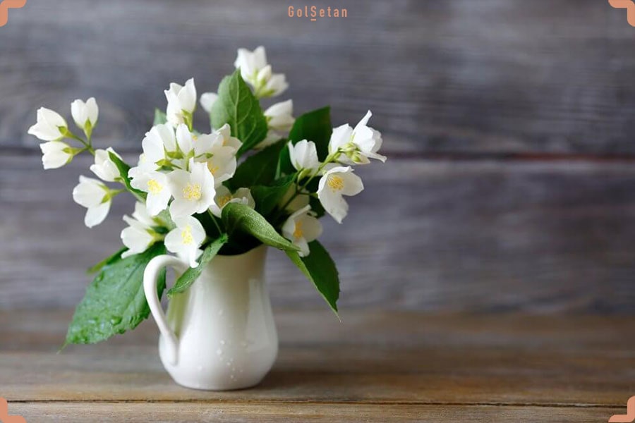 دما و رطوبت مورد نیاز برای نگهداری از گل یاسمن
