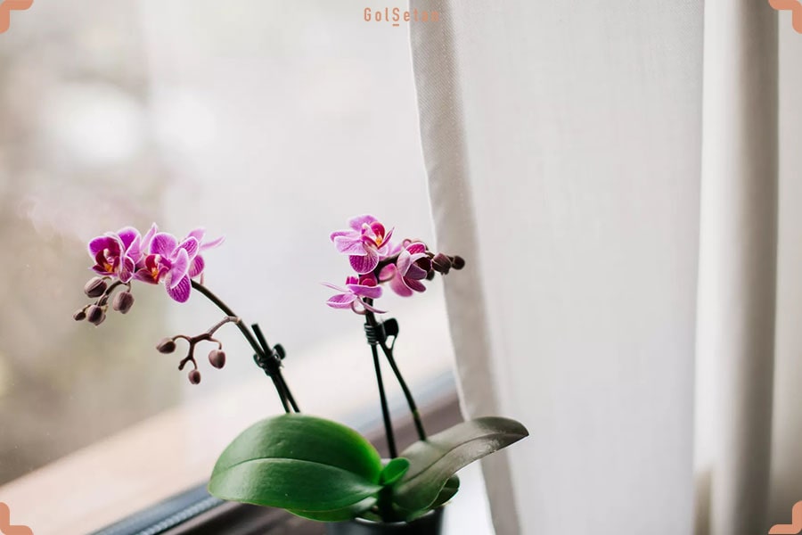 گل ارکیده ، زیباترین گیاه آپارتمانی و از جمله گیاهان بی خطر برای حیوانات خانگی