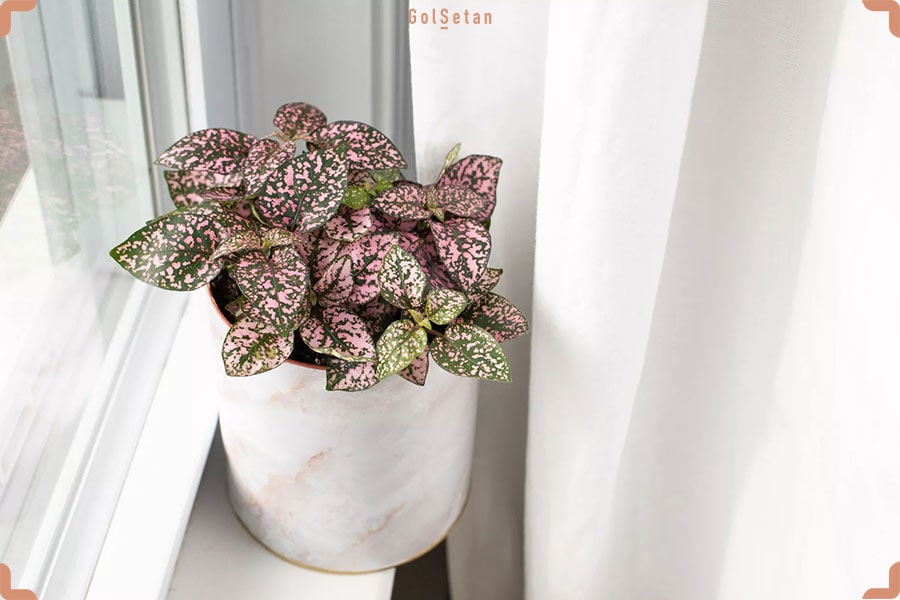 گیاه خانگی گل سنگ