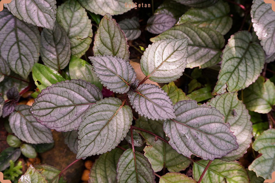 گل زیبای وافل بنفش