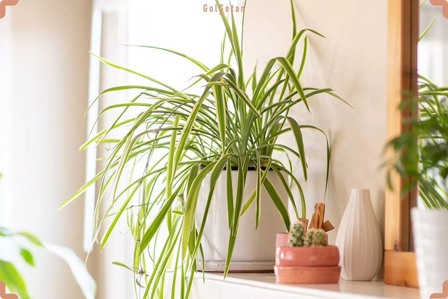 گیاه آپارتمانی گندمی