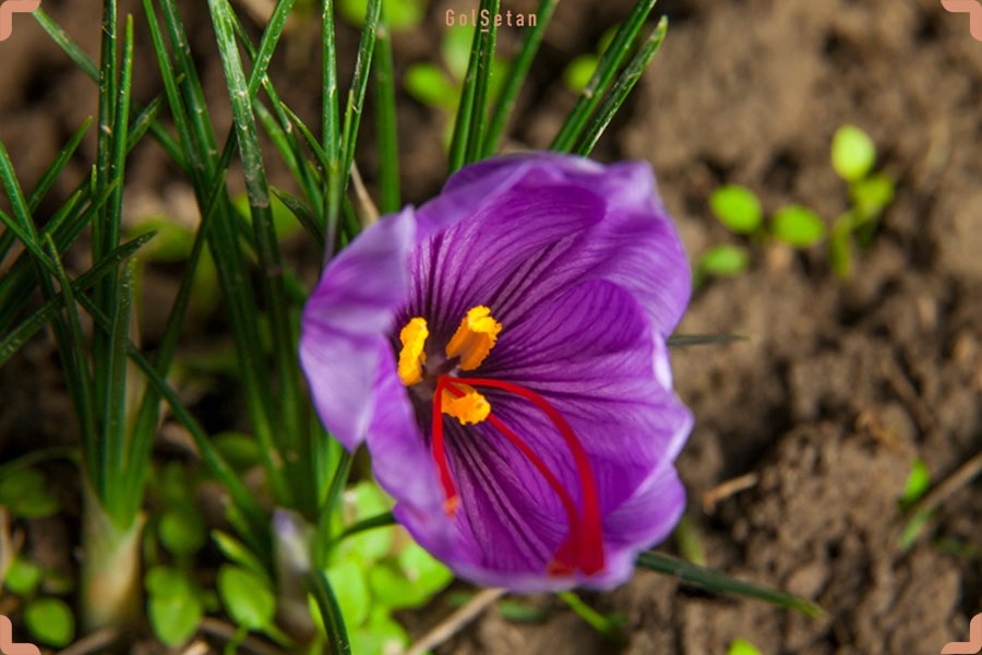 مقدمه ای بر گیاه ارزشمند زعفران