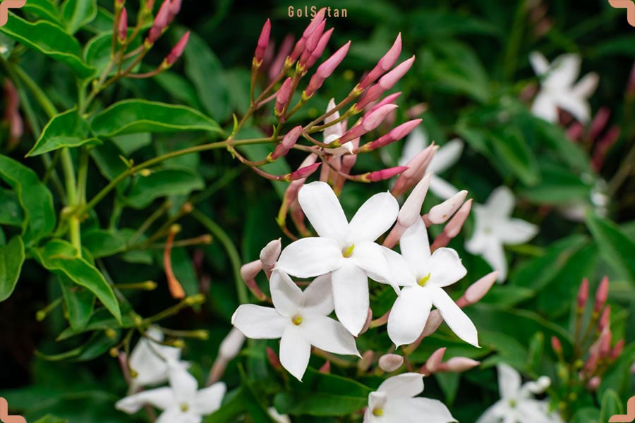 عکس گل های سفید و زیبای یاسمن