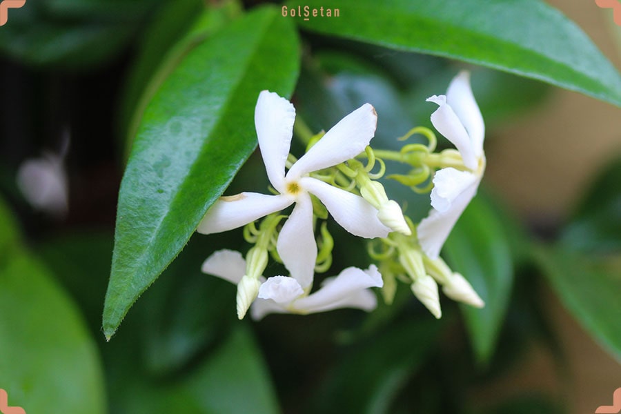 مقدمه ای بر گل زیبای یاسمن