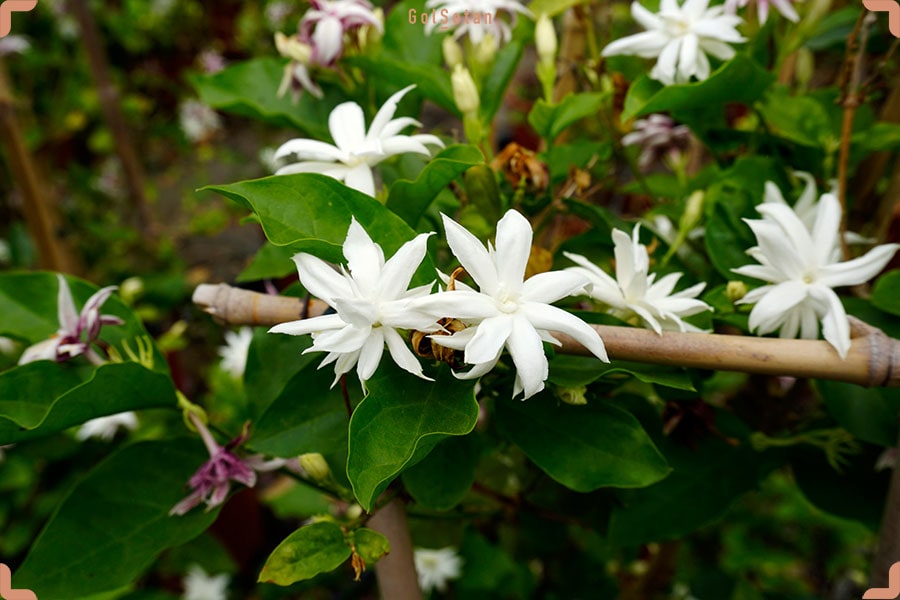 روش نگهداری نگهداری از گل یاس در زمستان