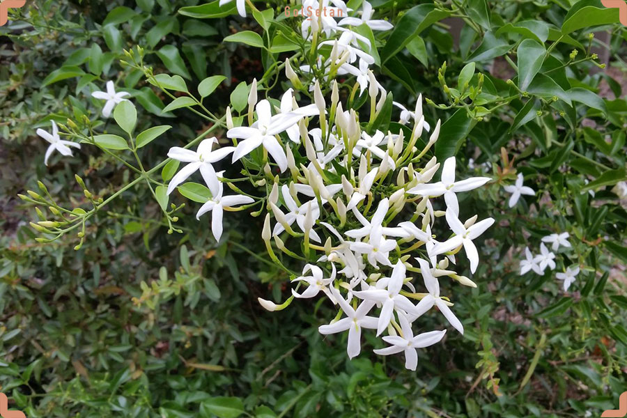 نور مورد نیاز برای نگهداری از گل یاس