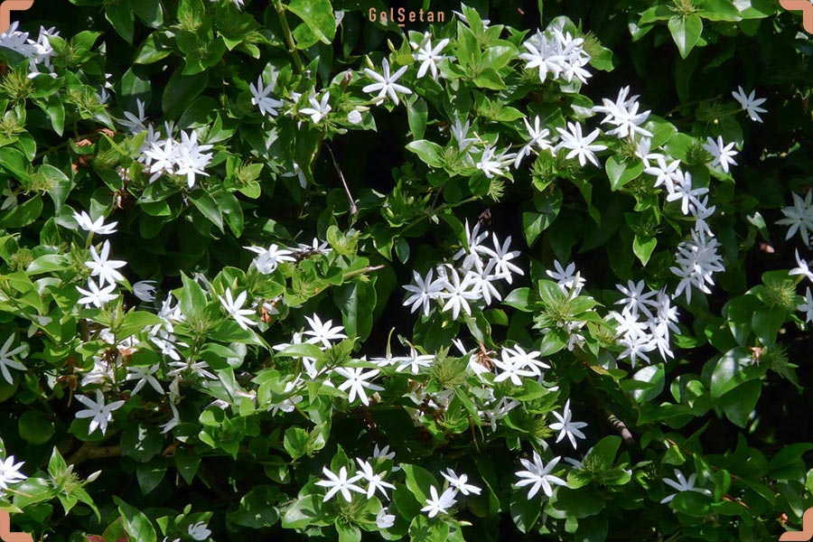 عکس گل های یاس