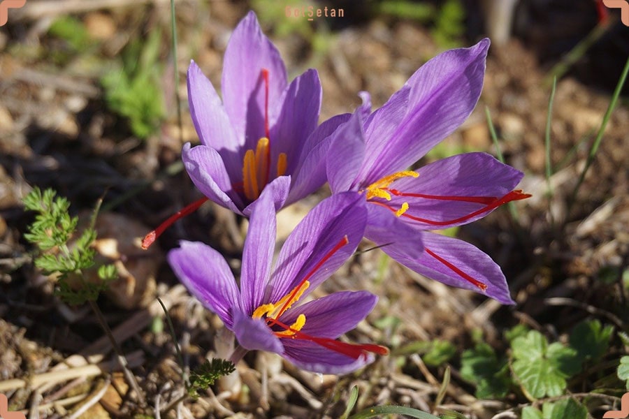 دما و رطوبت مورد نیاز برای نگهداری از گیاه زعفران