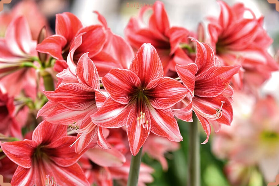 گل آماریلیس ، از جمله جذاب‌ترین گل‌های پیازدار موجود در جهان