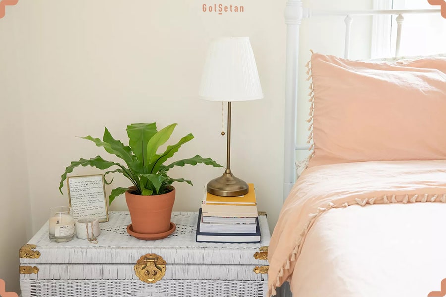 گیاه خانگی سرخس سرخ لانه پرنده (آشیانه)