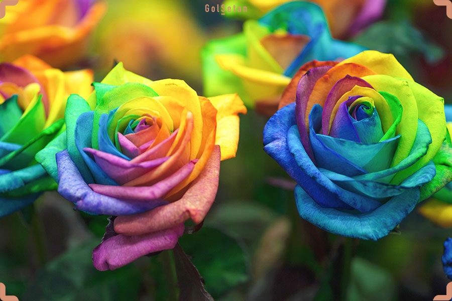 گل های رز رنگین کمان
