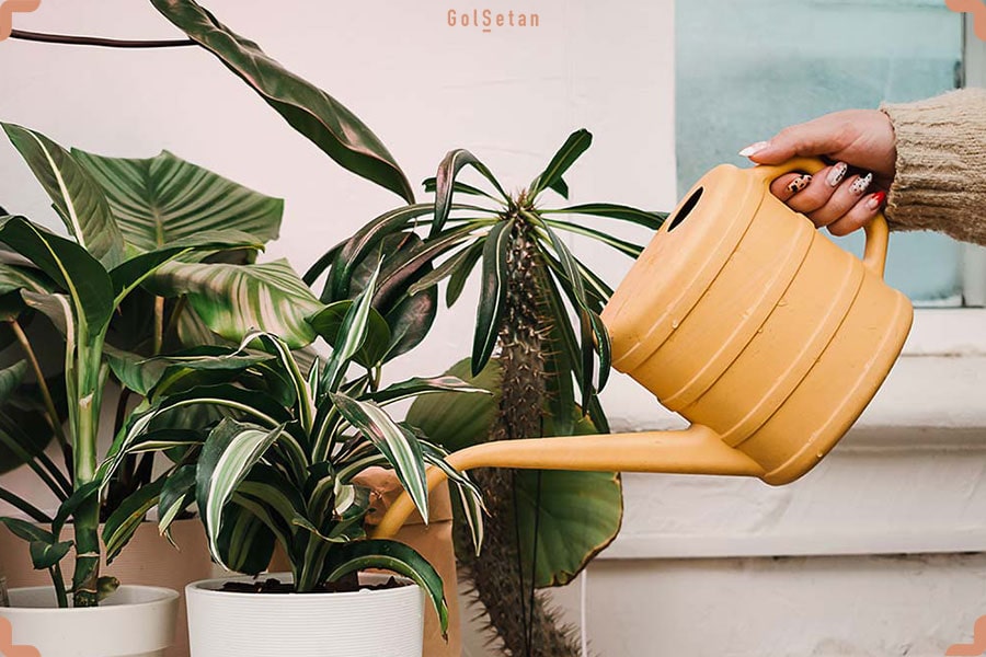 آبیاری گیاهان آپارتمانی