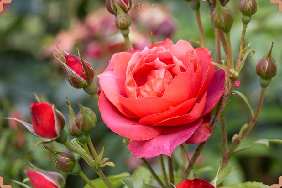 گل رز فلوریبوندا ، یکی از انواع گل رز با گل‌های خوشه‌ای