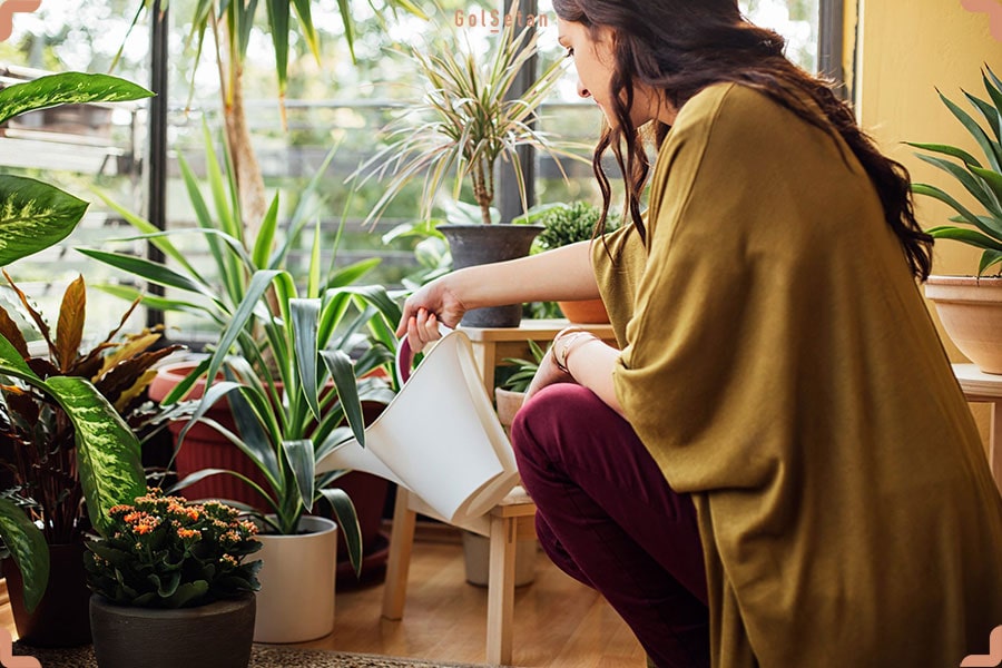 آبیاری زیاد ، یکی از رایج ترین دلایل مرگ گیاهان آپارتمانی