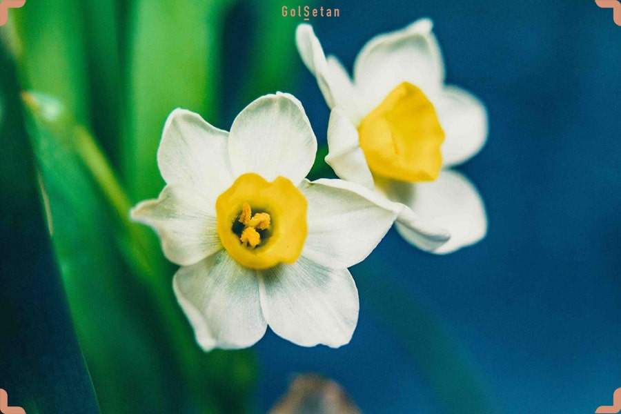 عکس گل نرگس سفید از نمای نزدیک