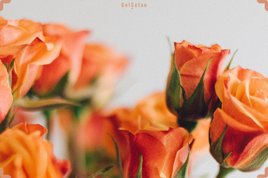 گل های رز نارنجی