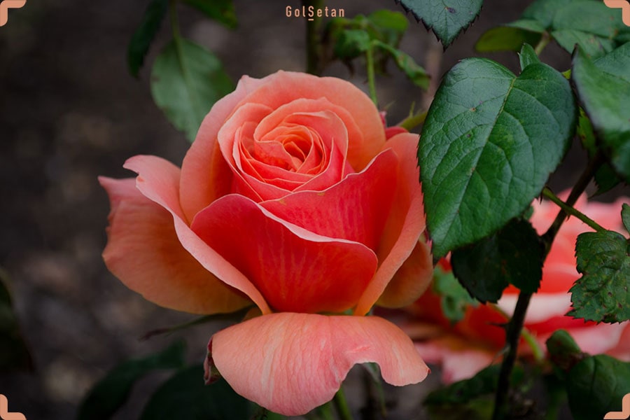 حقیت ها و رازهای گل رز