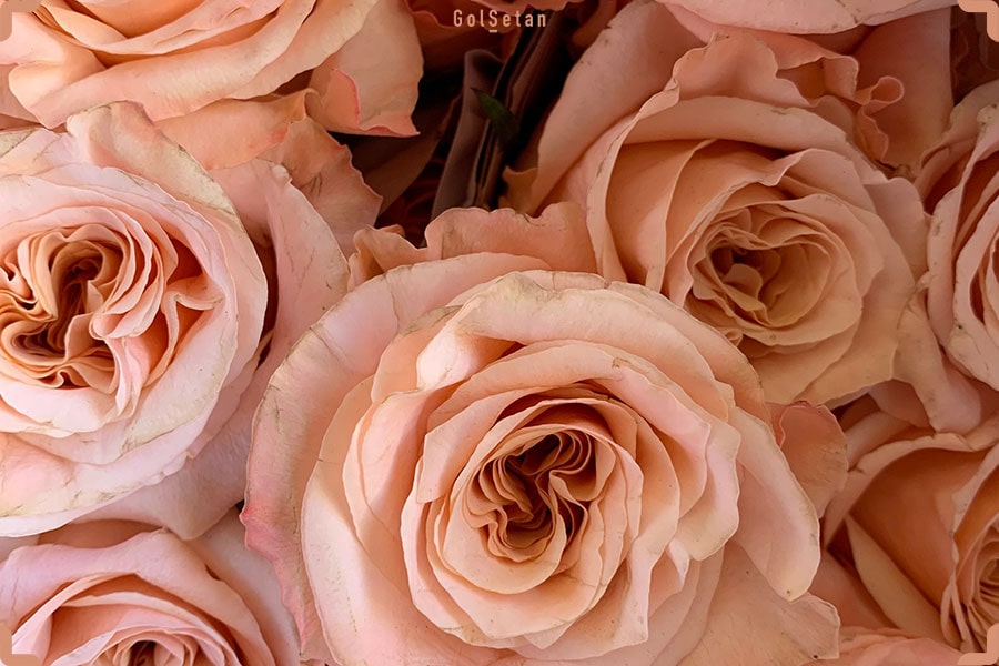 راز پنجم از رازهای گل رز ، هر رنگ از گل رز دارای معنی متفاوتی است