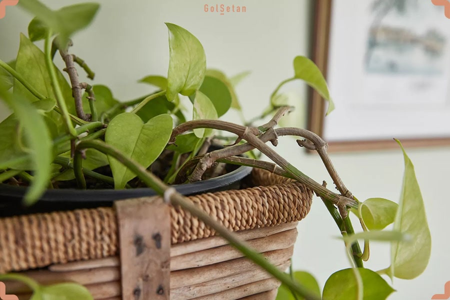 گل فیلودندرون ، یکی از بهترین و ارزان ترین گیاهان آپارتمانی