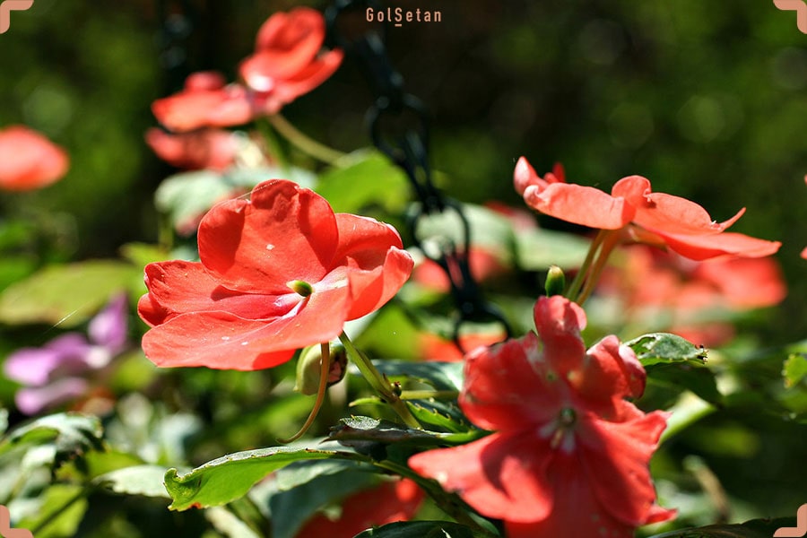 نور مورد نیاز برای نگهدای از گل حنا