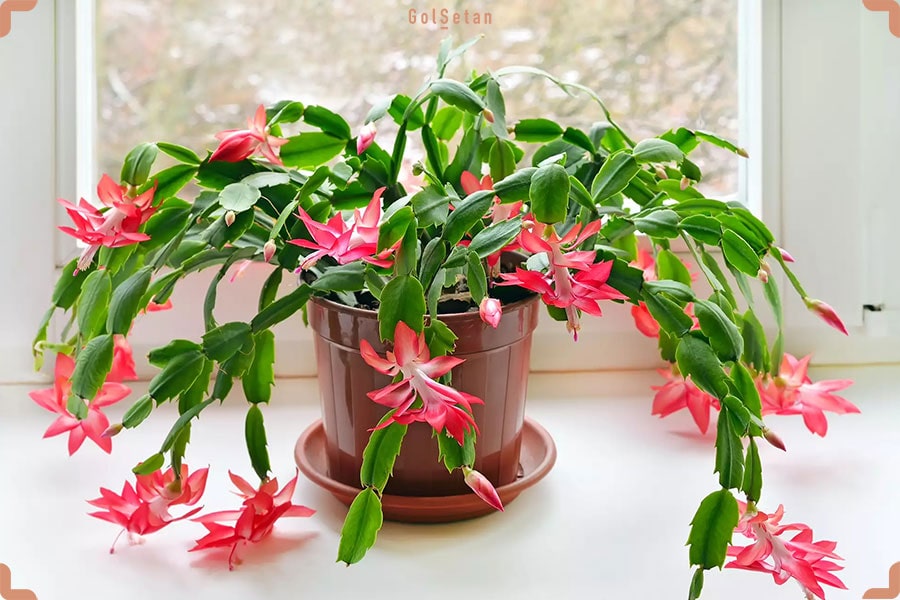 کاکتوس کریسمس ، کاکتوس زیبا و دوست داشتنی لیست بهترین گیاهان آپارتمانی