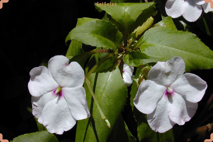 روش تکثیر و نگهداری از گل حنا