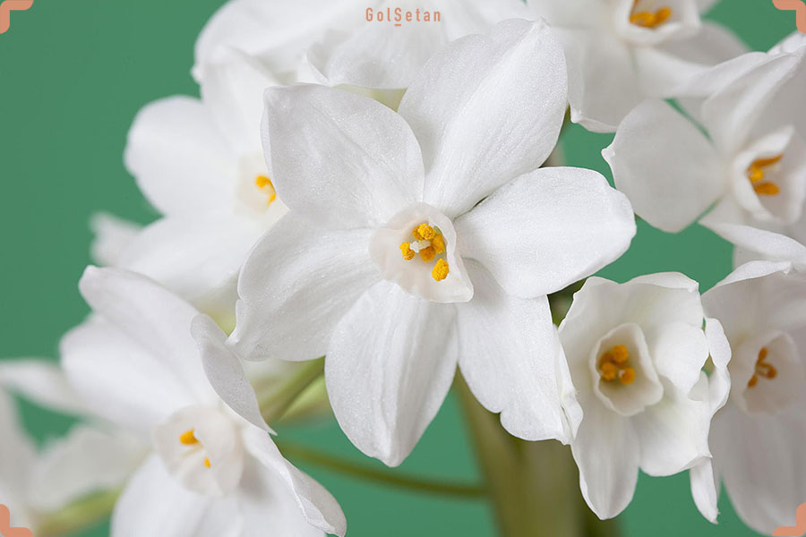 یکی از رازهای مهم گل نرگس سفید