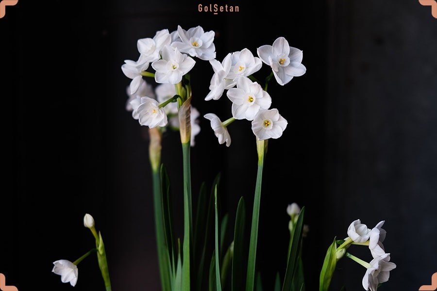 اولین راز از رازهای گل نرگس ؛ نرگس و دافودیل، هر دو یک گل هستند