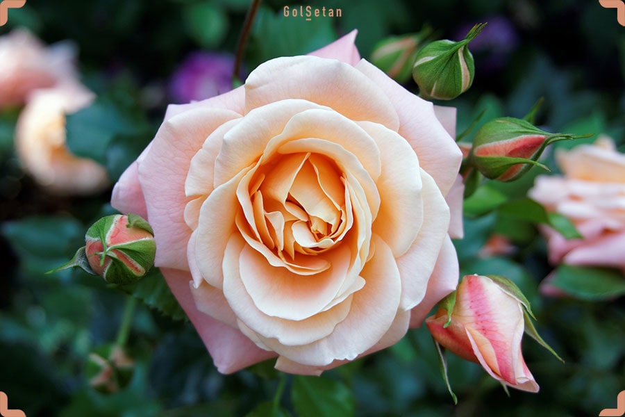 اولین راز از رازهای گل رز ؛ رزها یکی از قدیمی‌ترین گل‌های سراسر جهان هستند