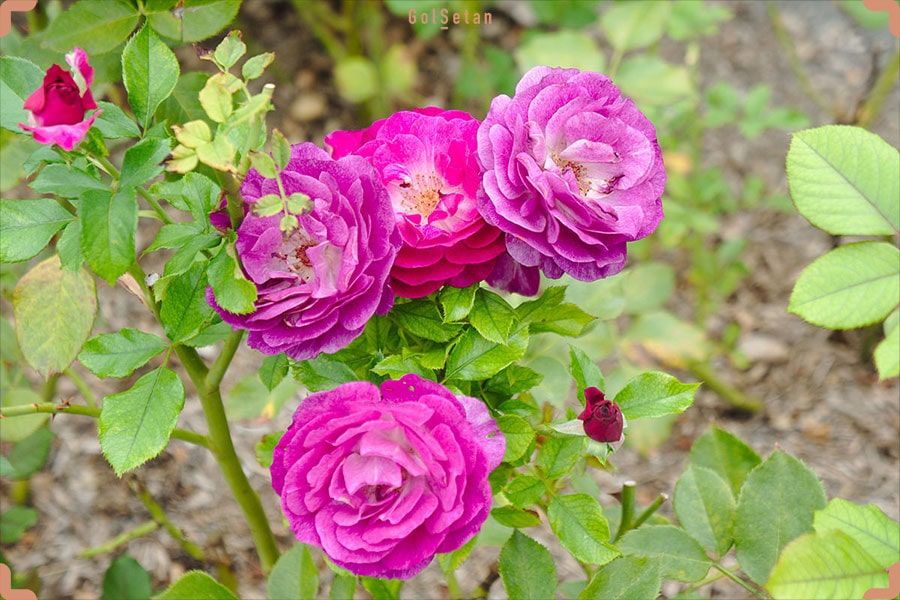 گل رز یاندر آبی وحشی ، از جمله انواع گل رز که برخلاف اسمش آبی نیست