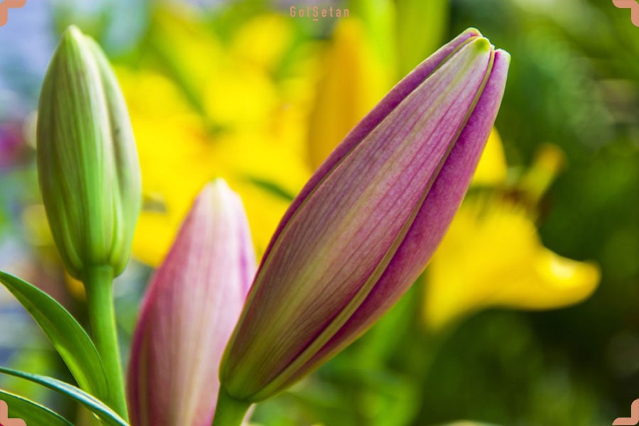 طریقه کاشت سوسن