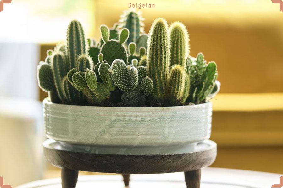 عکس کاکتوس ، زیباترین گیاهان آپارتمانی با روش نگهداری آسان