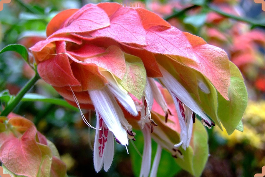 گل ناوک ، گیاهی متراکم در بین زیباترین گیاهان آپارتمانی