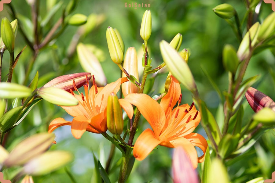 نور مورد نیاز برای نگهداری گل سوسن