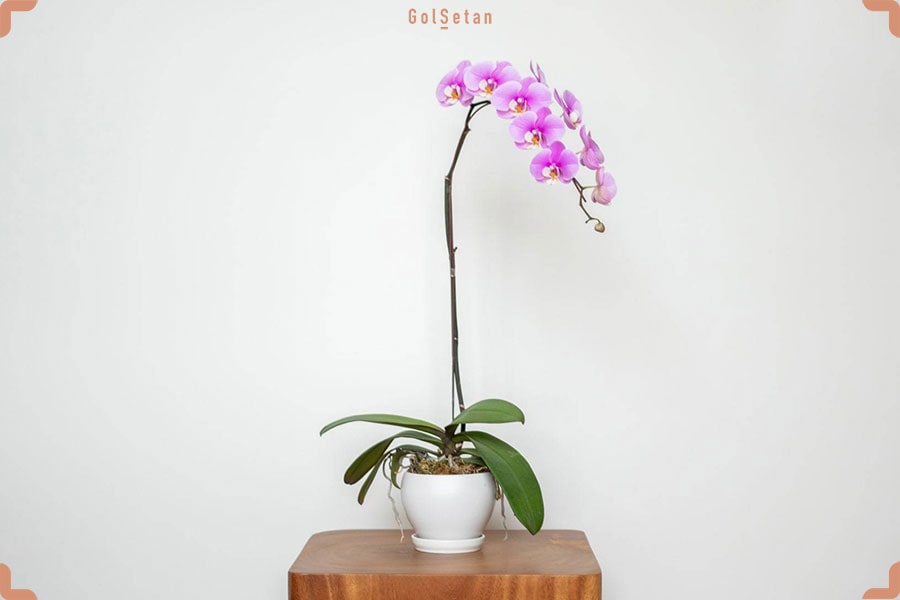 روش تکثیر گیاه ارکیده از طریق کِیکی (گیاهچه)
