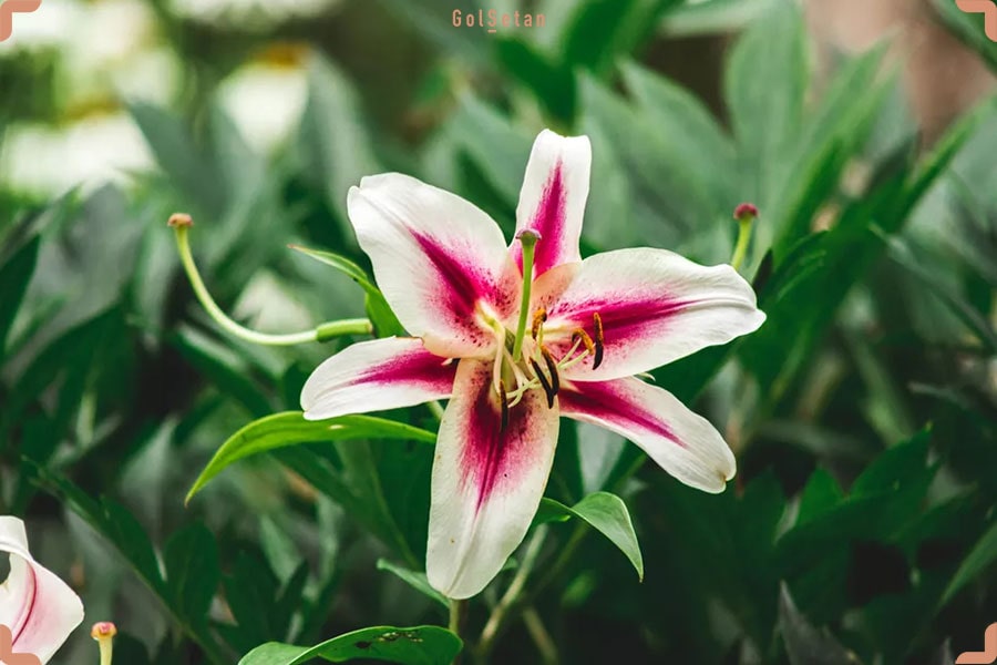 نگهداری از گل سوسن در زمستان